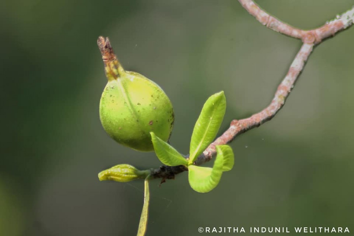 Gardenia fosbergii Tirveng.